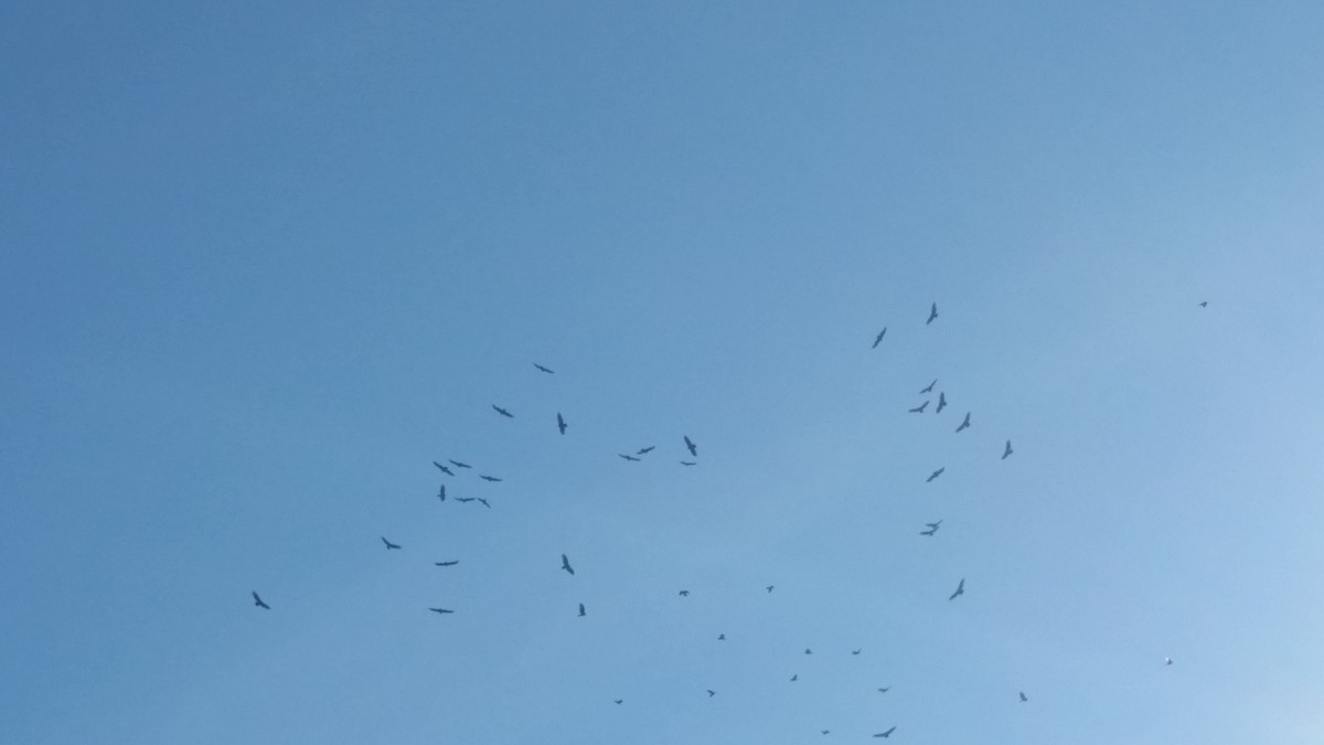 Turkey Vulture - ML496494721