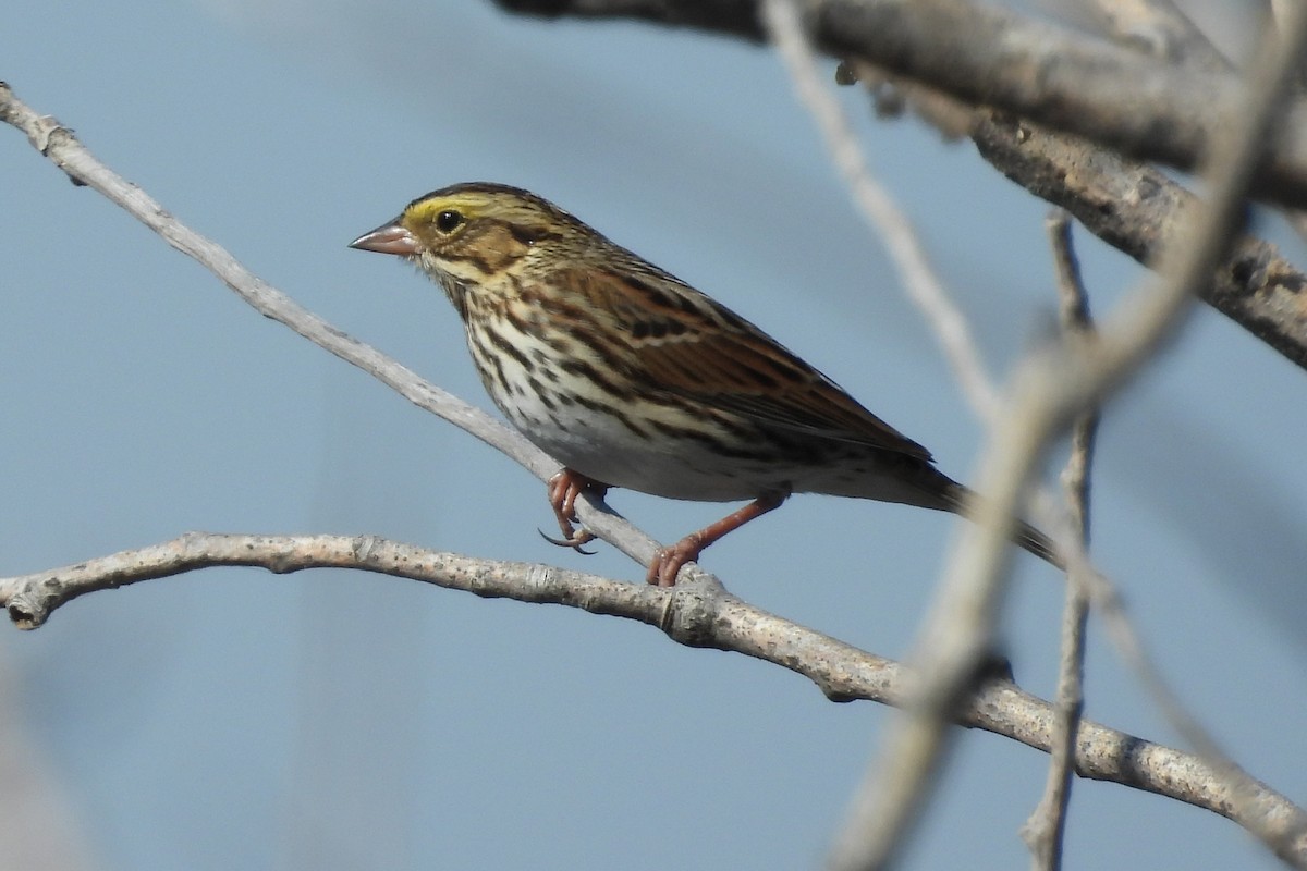 Savannah Sparrow - Nancy Buis