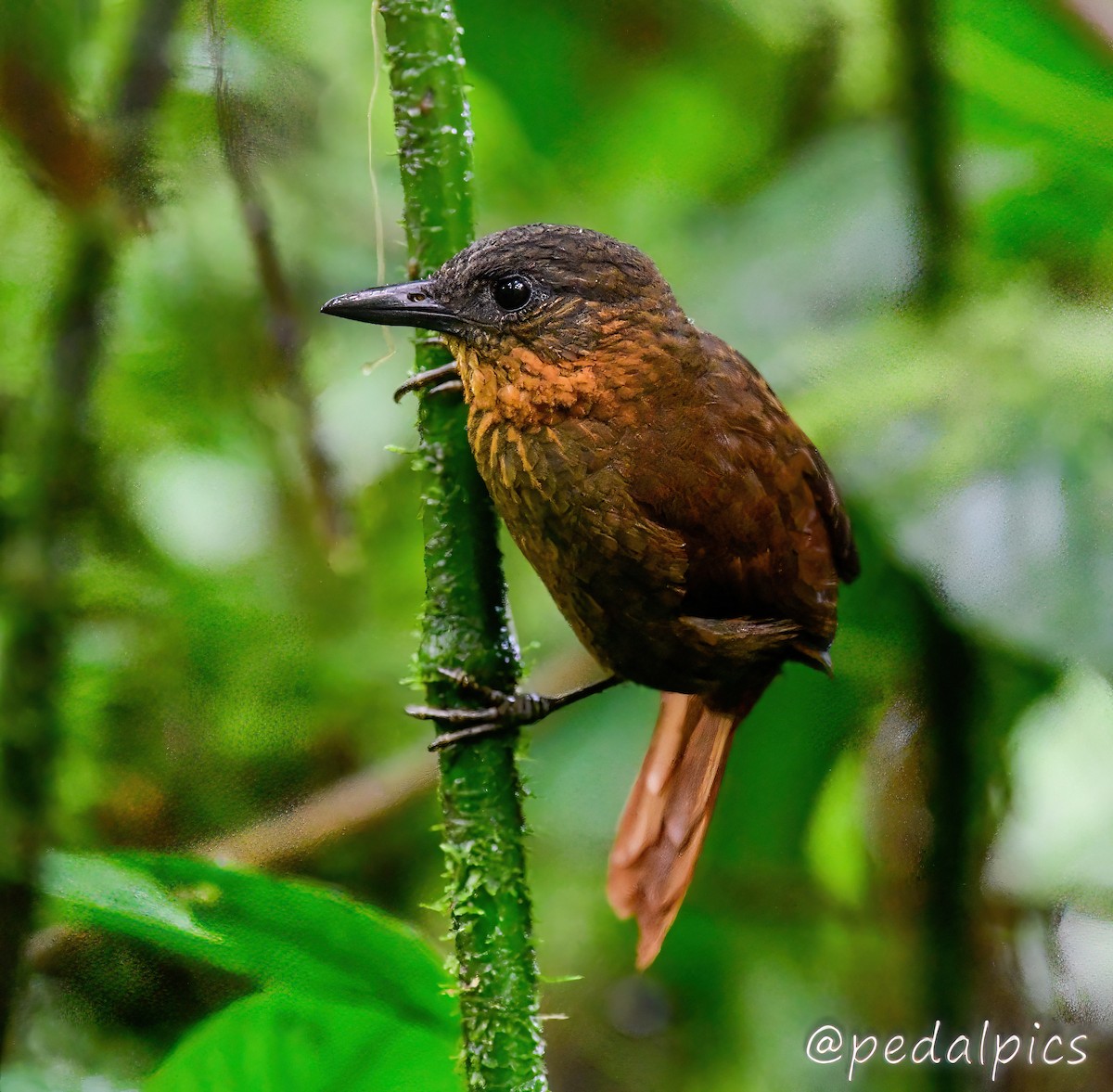 Streak-breasted Treehunter - ML496494861