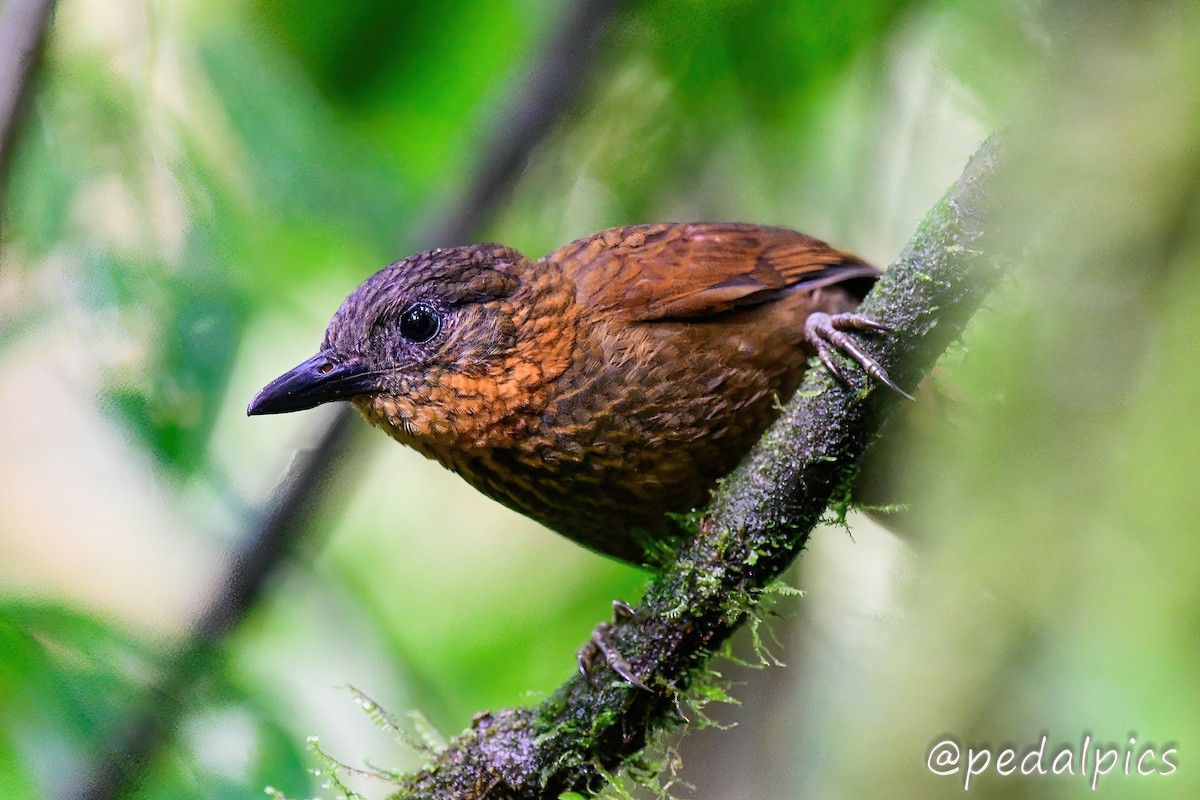 Streak-breasted Treehunter - ML496494871