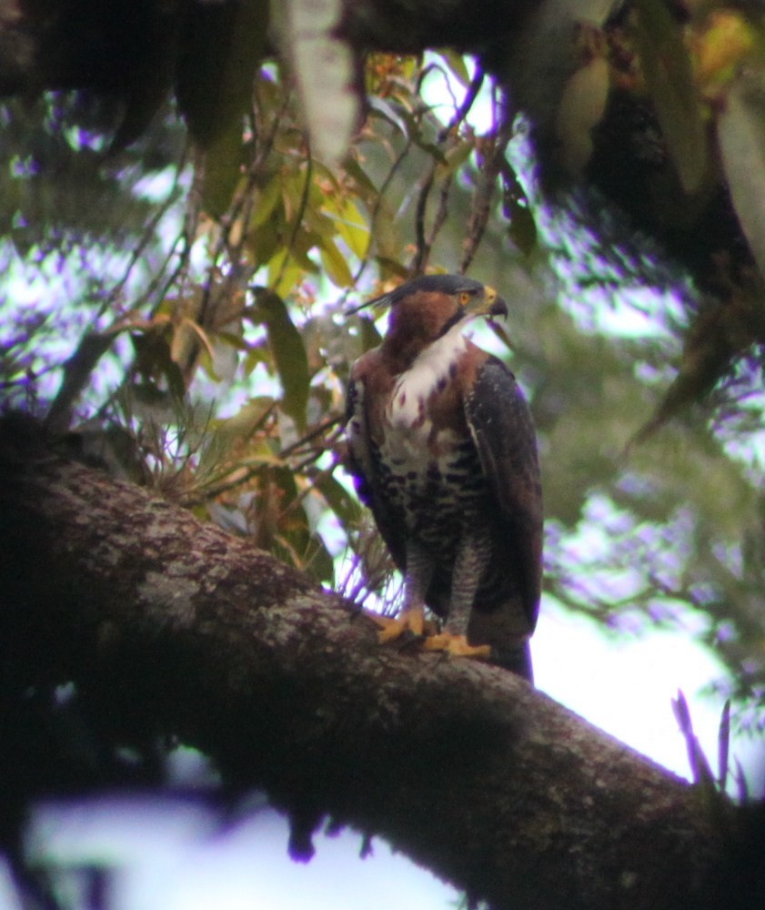 Ornate Hawk-Eagle - ML496495491