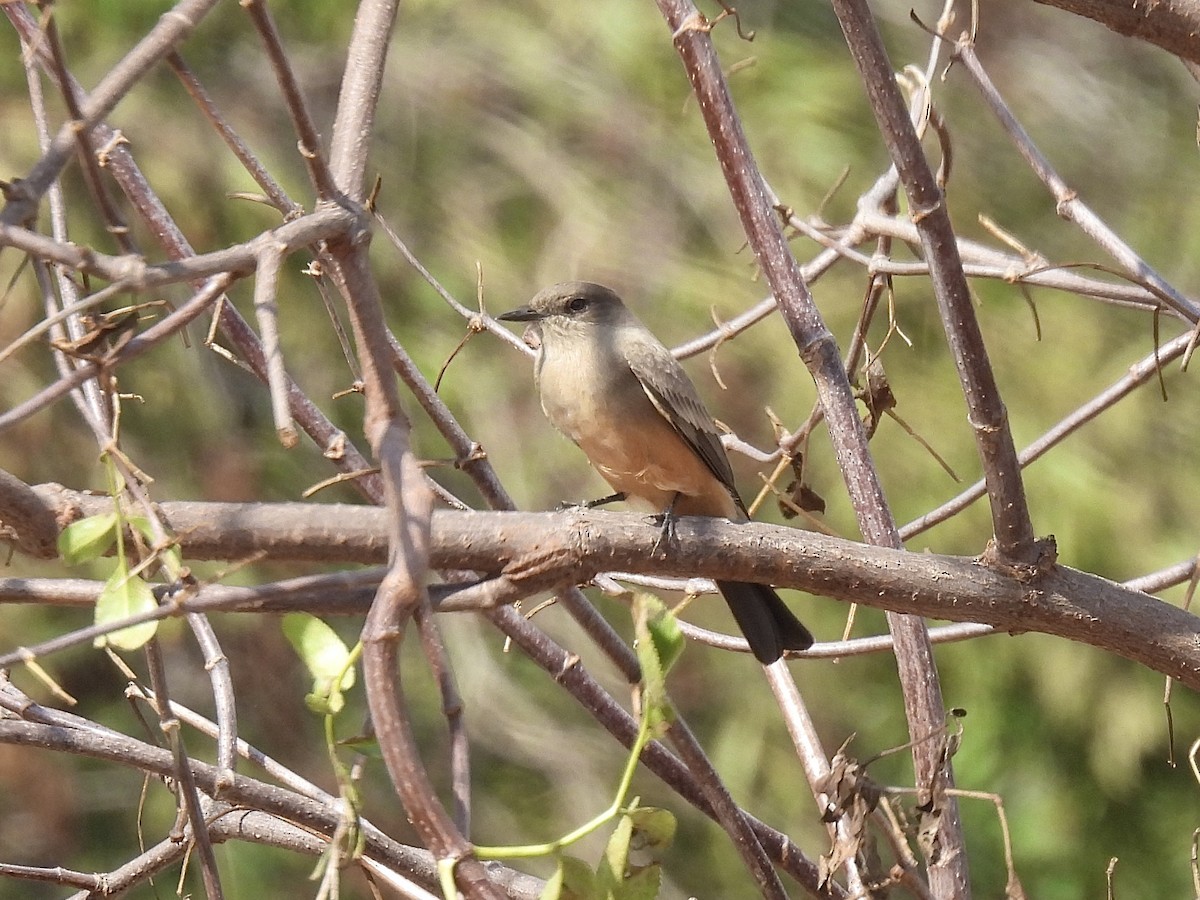 Say's Phoebe - Isa Dav