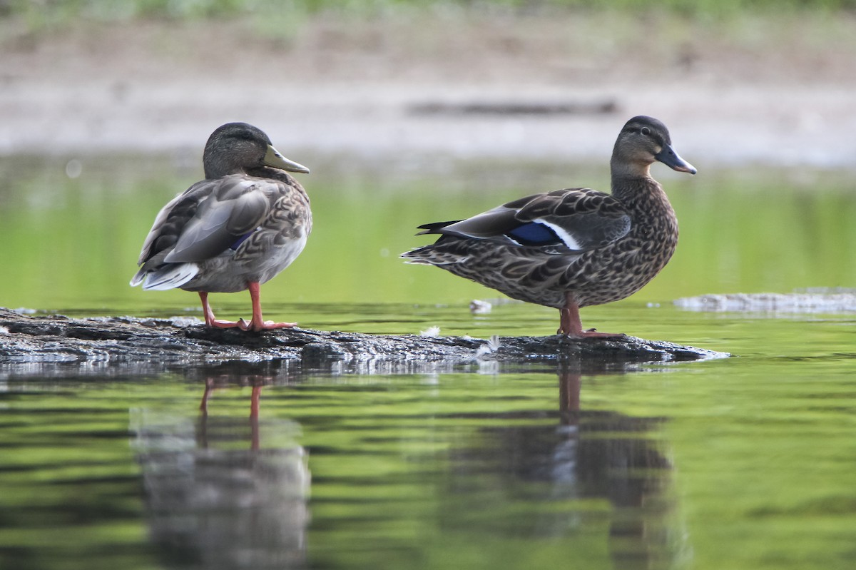 Canard colvert - ML496498871