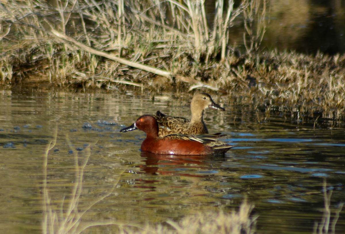 Cinnamon Teal - ML496499631