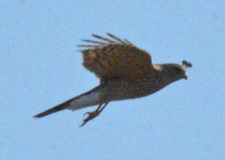 Sharp-shinned Hawk (Northern) - ML496500051