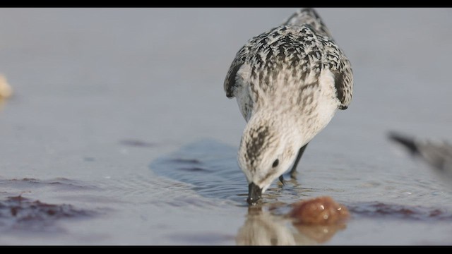 Bécasseau sanderling - ML496500641