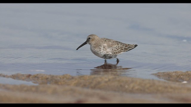 Dunlin - ML496501811