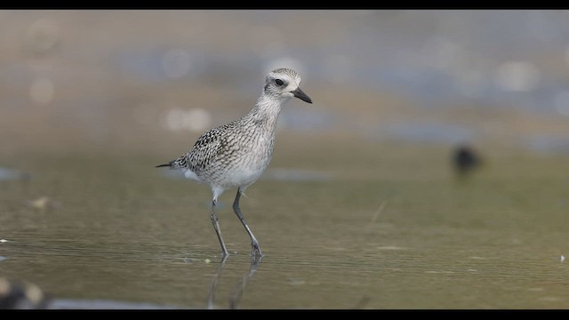 Black-bellied Plover - ML496502961