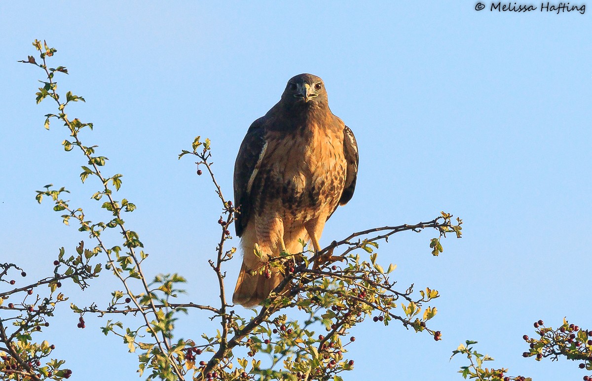Red-tailed Hawk - ML496503141