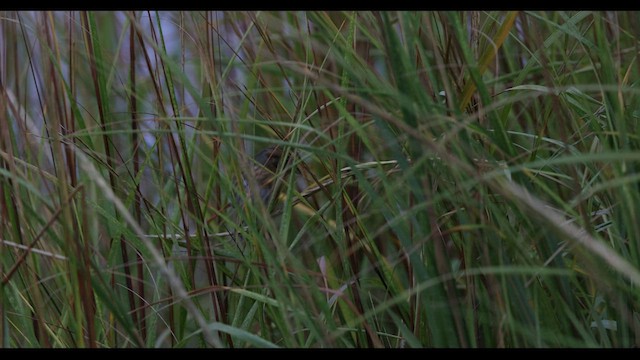 Nelson's Sparrow (Interior) - ML496503501