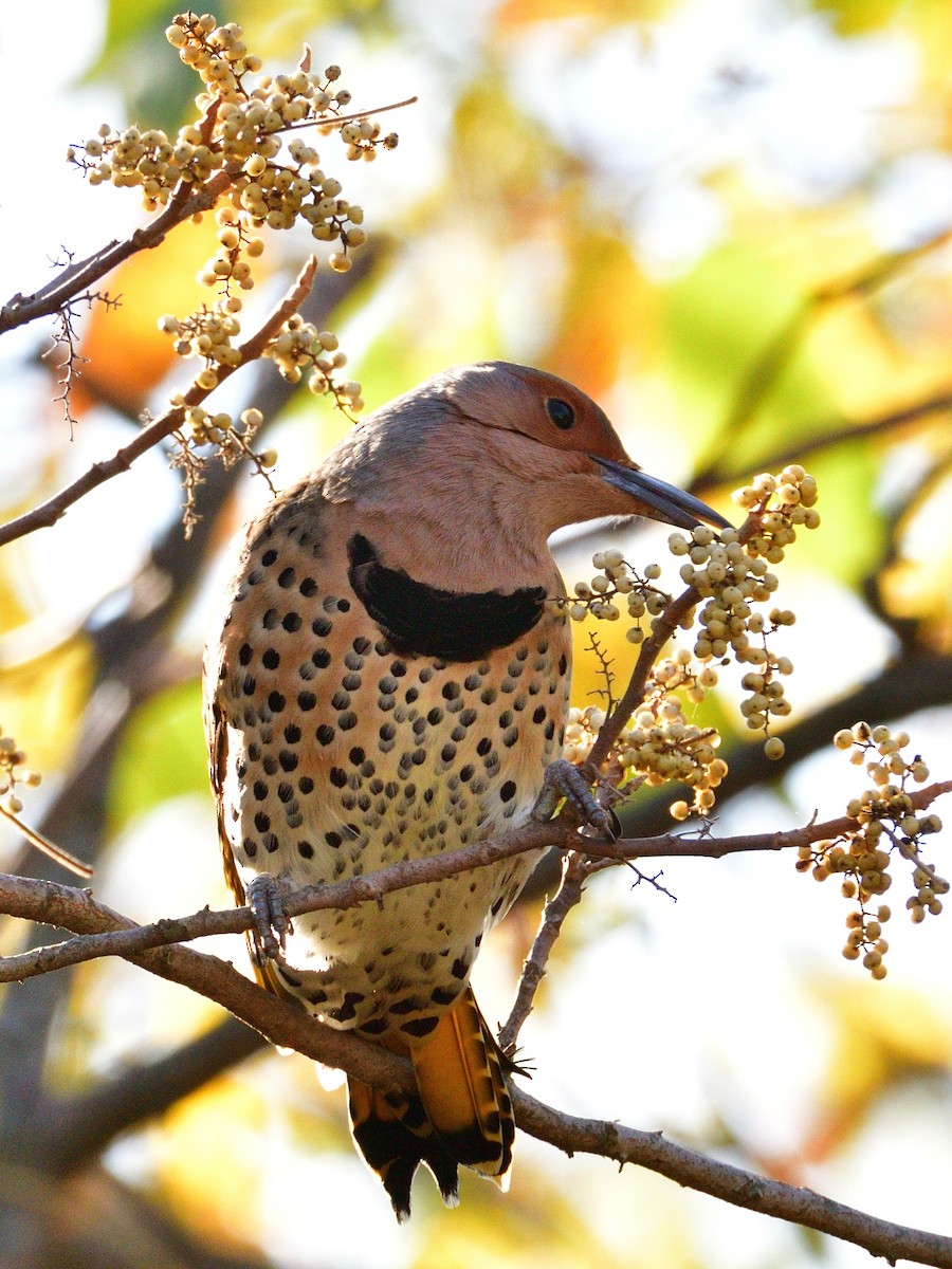 Northern Flicker (Yellow-shafted) - ML496503571