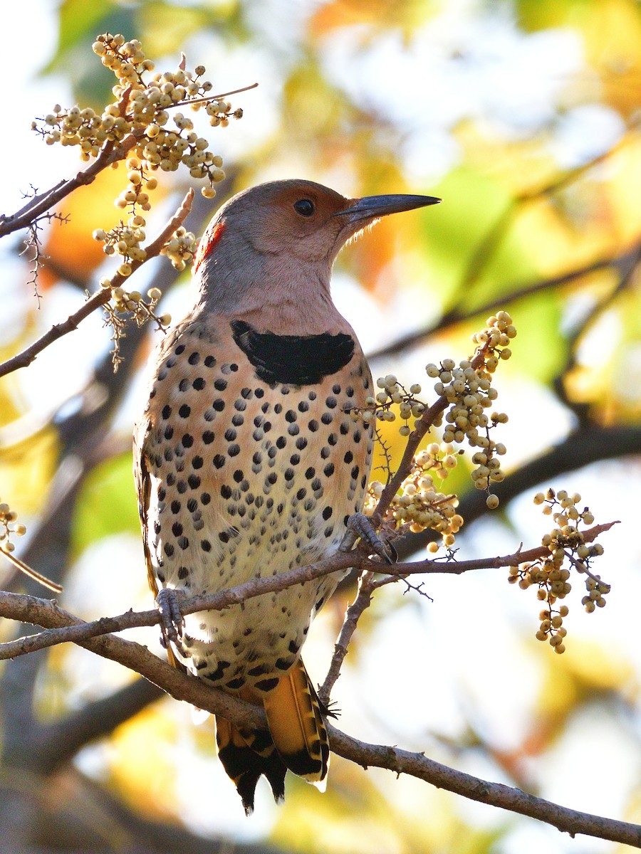 Northern Flicker (Yellow-shafted) - ML496503591