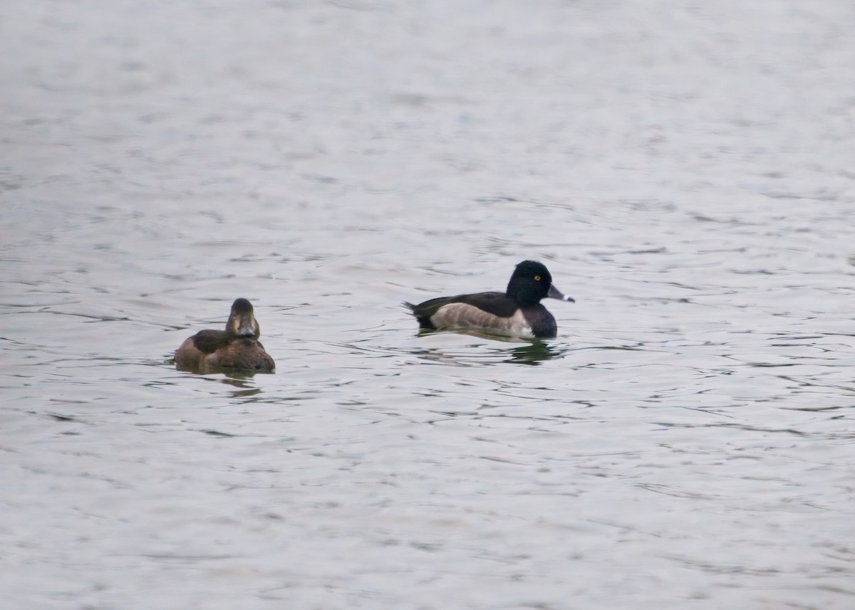 Ring-necked Duck - ML496503631