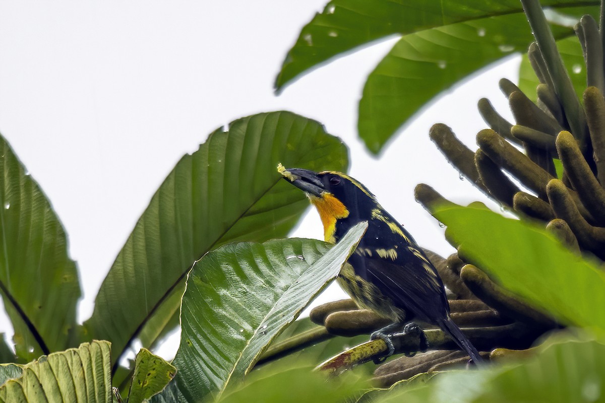 Gilded Barbet - Su Li