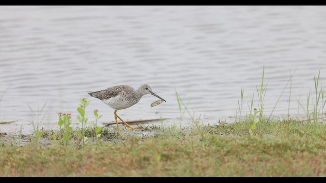 Greater Yellowlegs - ML496504691