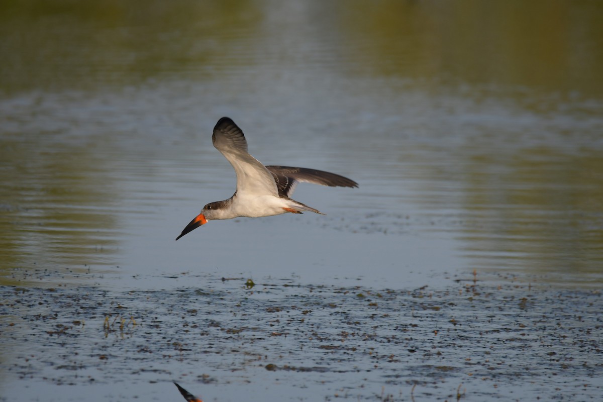 Black Skimmer - Walter De Boever