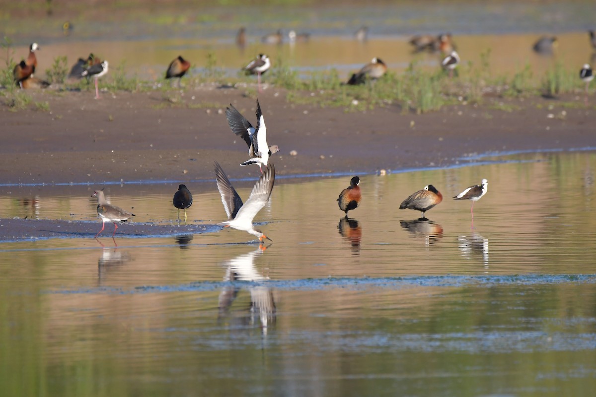 Black Skimmer - ML496504971