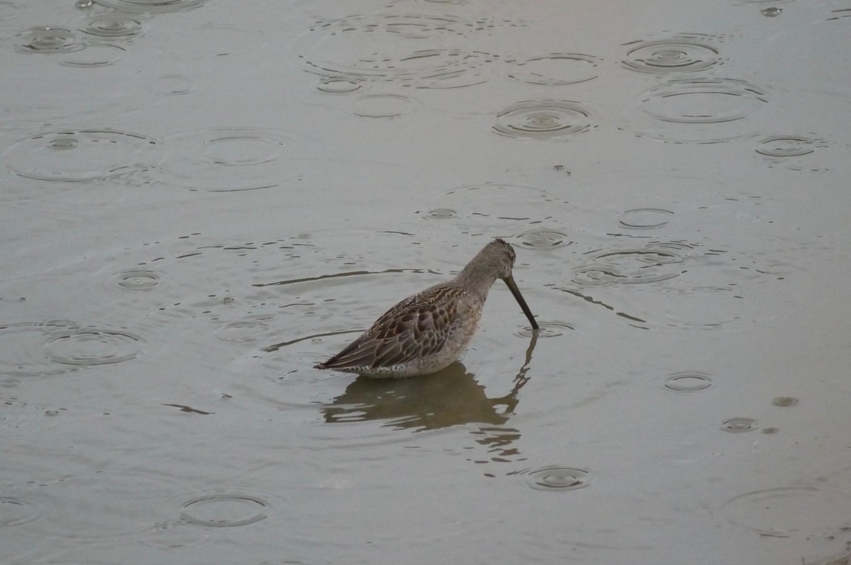 Long-billed Dowitcher - ML496505261