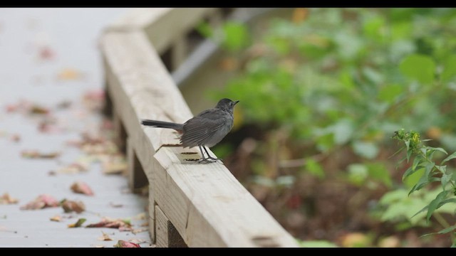 Gray Catbird - ML496505421