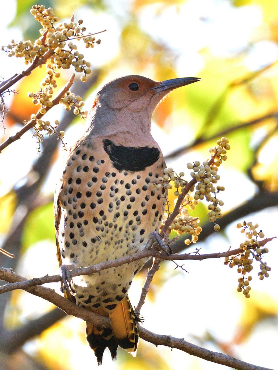 Northern Flicker (Yellow-shafted) - ML496505721