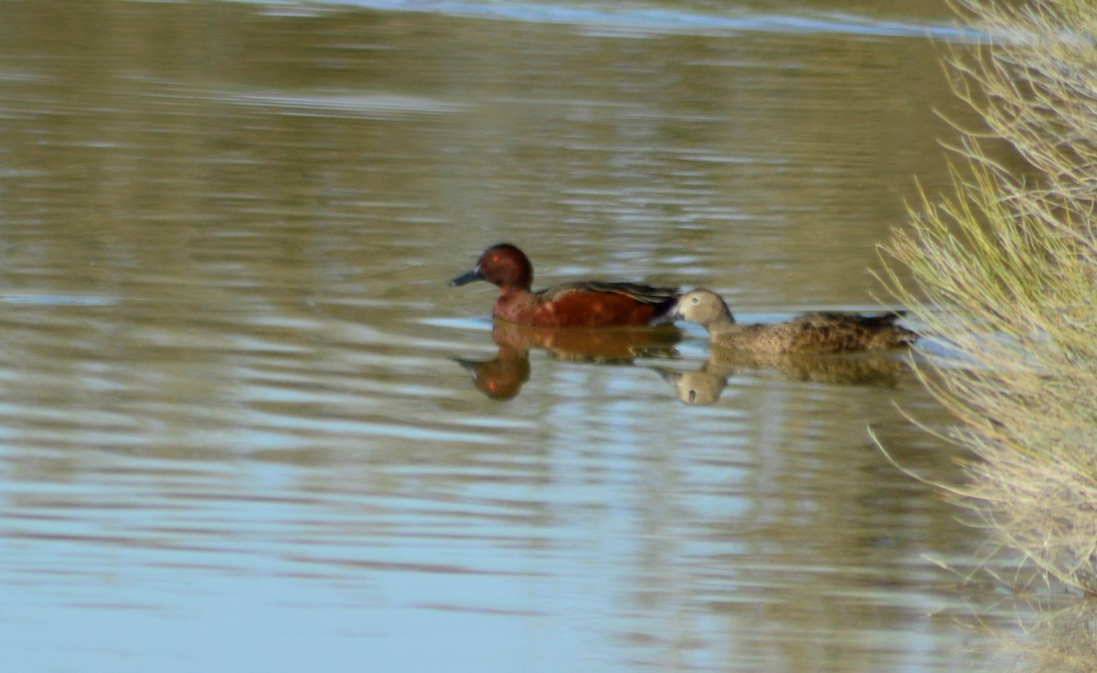 Cinnamon Teal - ML496505921