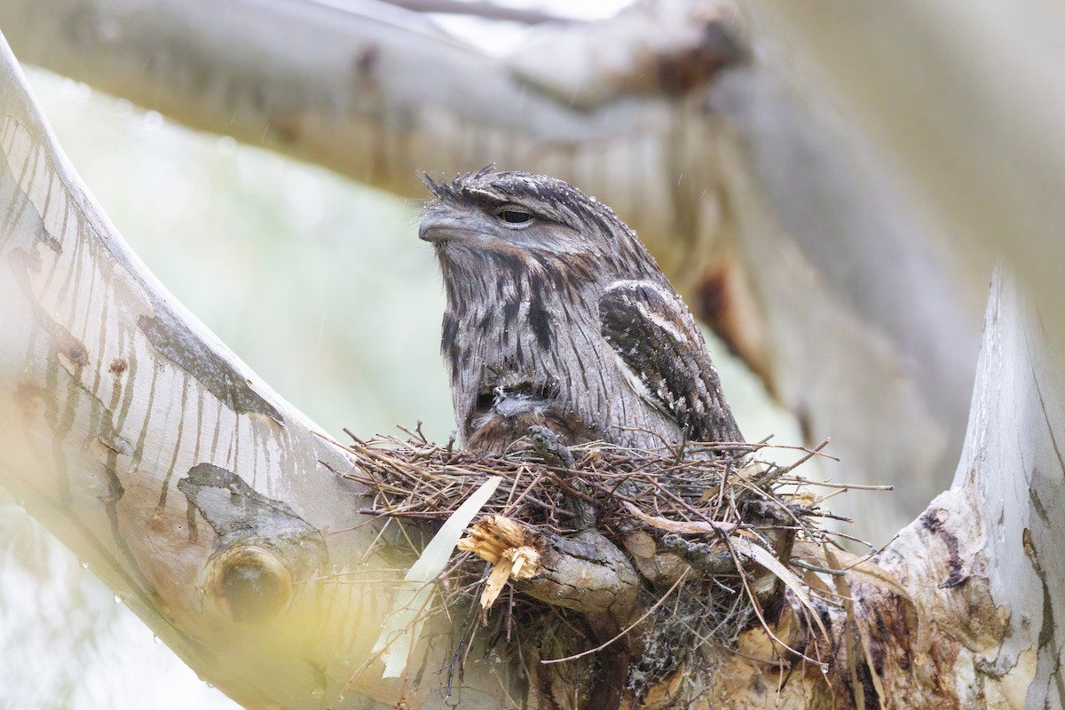 Tawny Frogmouth - ML496506011