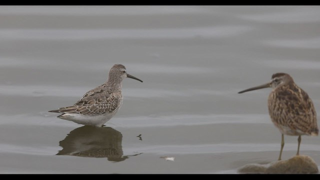 Stilt Sandpiper - ML496506031