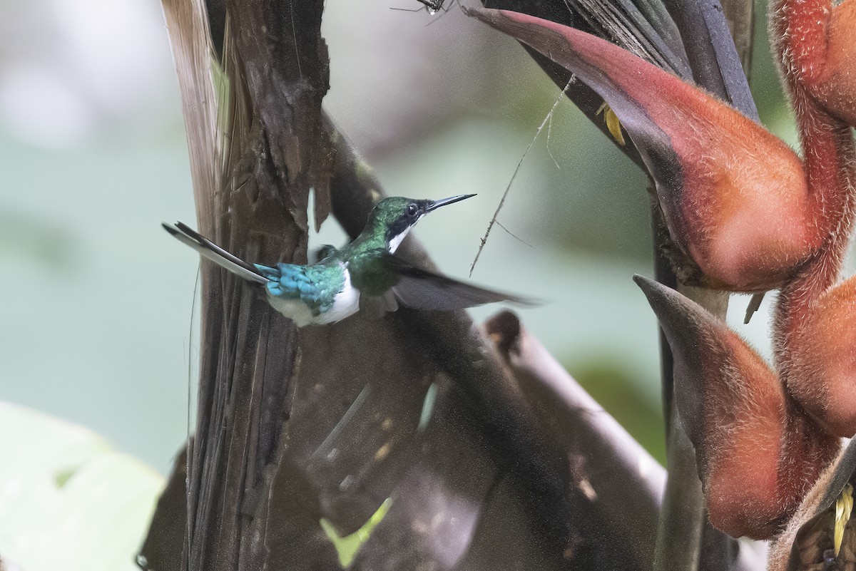 Purple-crowned Fairy - ML496506651