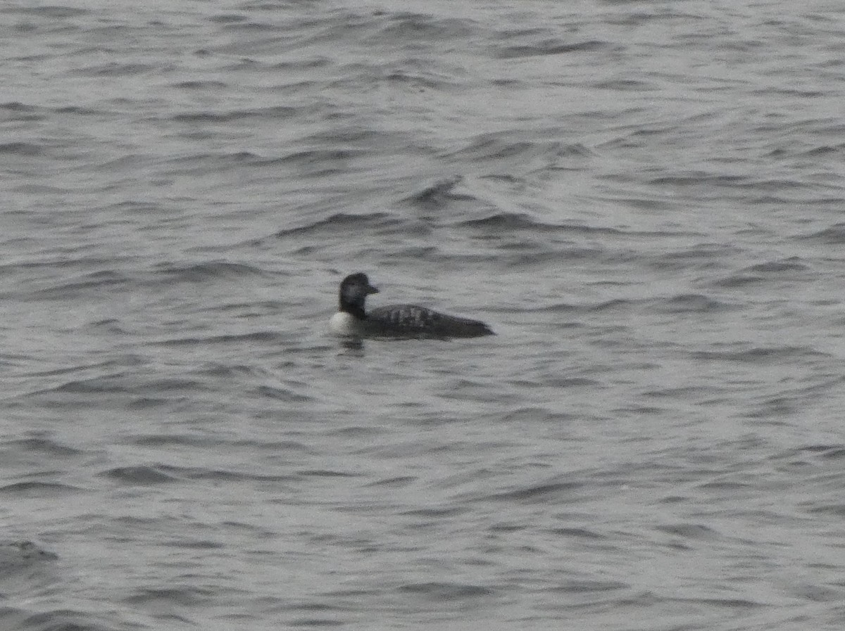 Common Loon - ML496507391