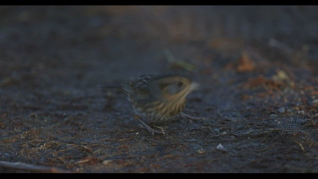 Nelson's Sparrow (Atlantic Coast) - ML496507561