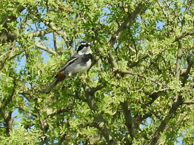 Ringed Warbling Finch - ML496508231