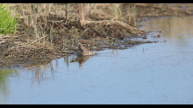 Vesper Sparrow - ML496508301