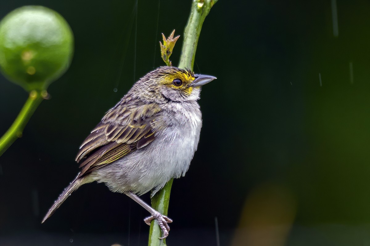Yellow-browed Sparrow - Su Li