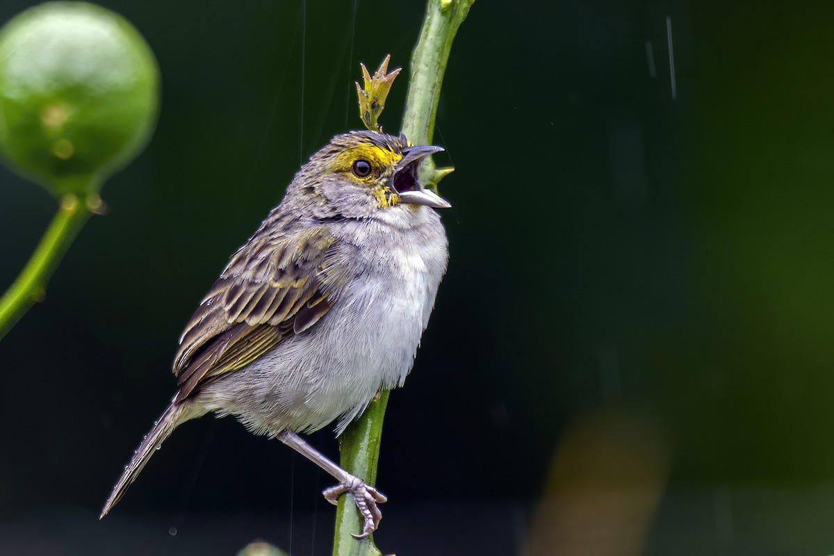 Yellow-browed Sparrow - Su Li