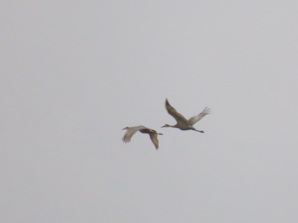 Sandhill Crane - ML496509091