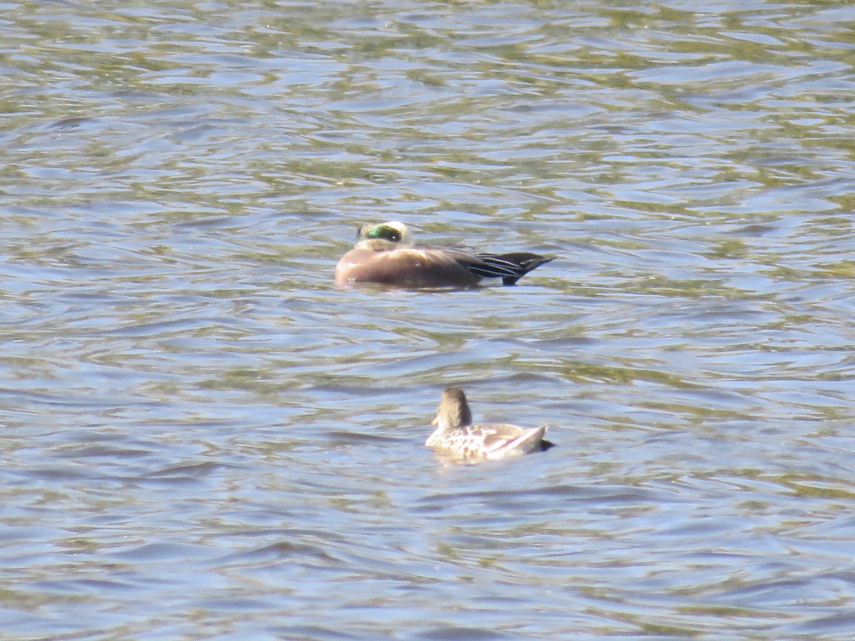 American Wigeon - ML496509391