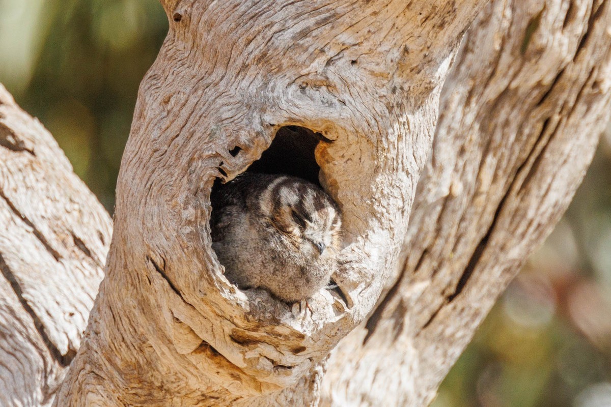 Australian Owlet-nightjar - ML496509801