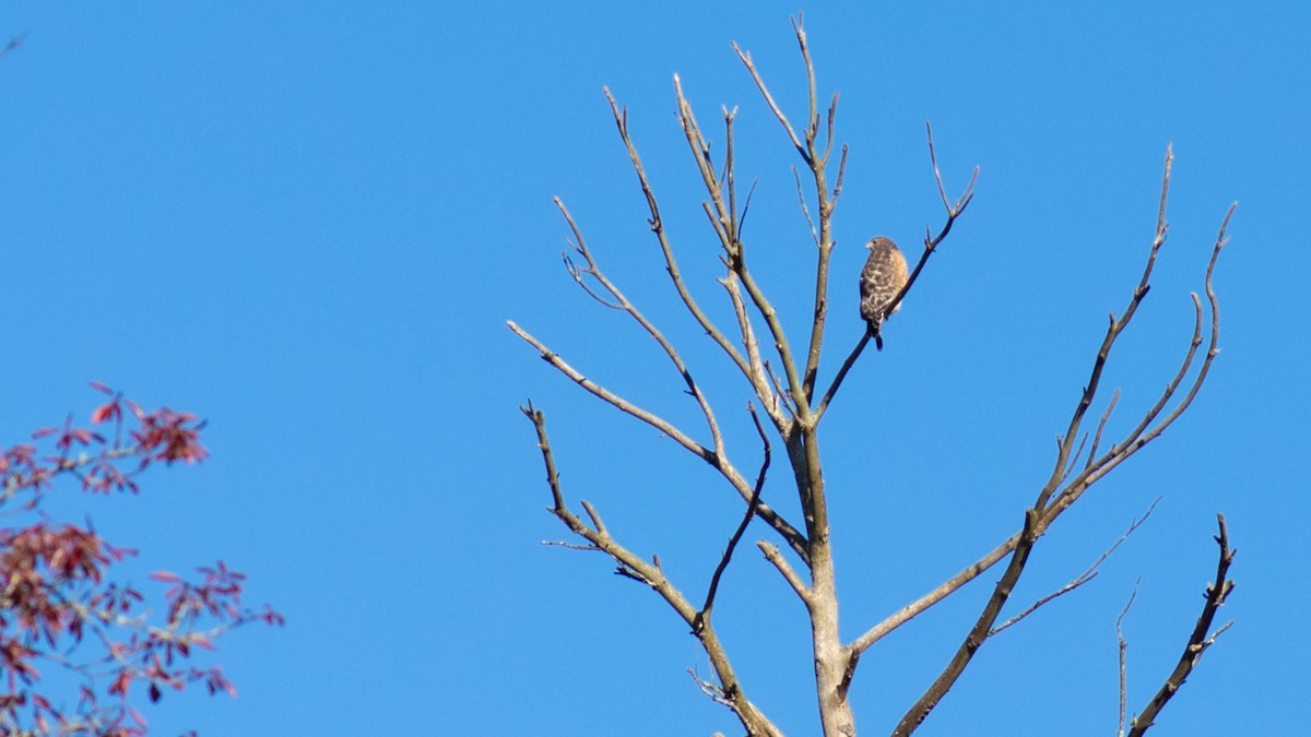 Red-shouldered Hawk - Todd Kiraly