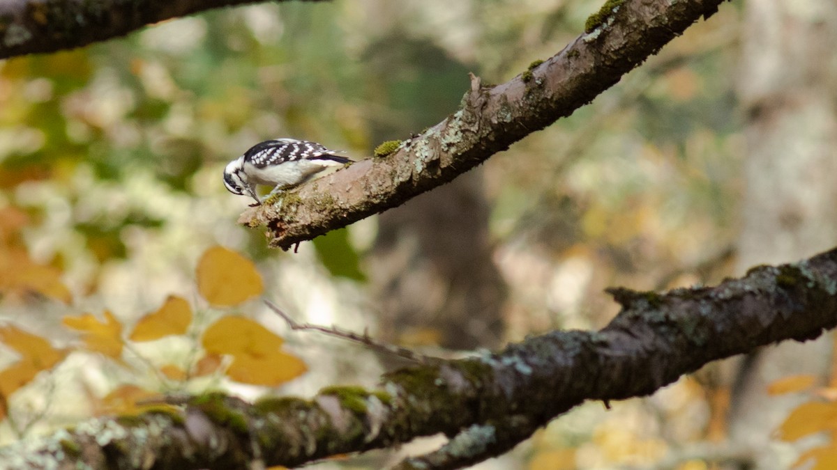 Downy Woodpecker - ML496510201