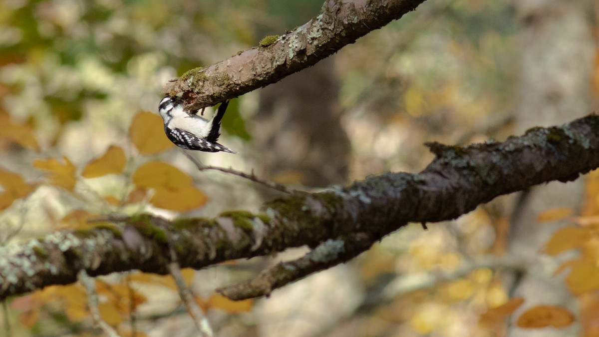 Downy Woodpecker - ML496510211