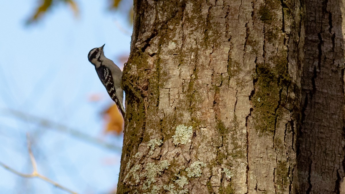 Downy Woodpecker - ML496510221