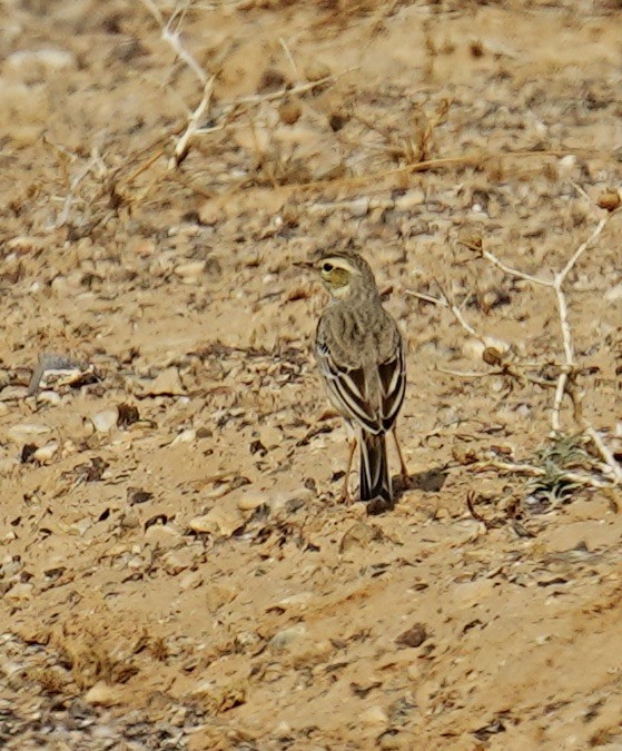 Tawny Pipit - Phyllis Weintraub