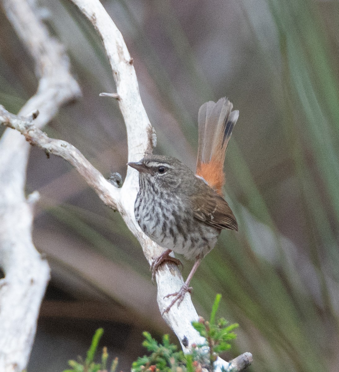 Chestnut-rumped Heathwren - ML496512501