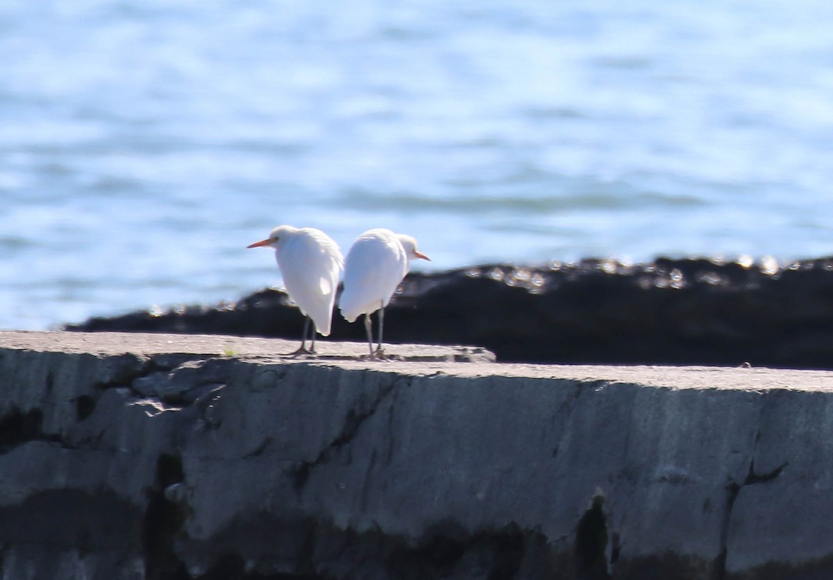 Western Cattle Egret - ML496513471