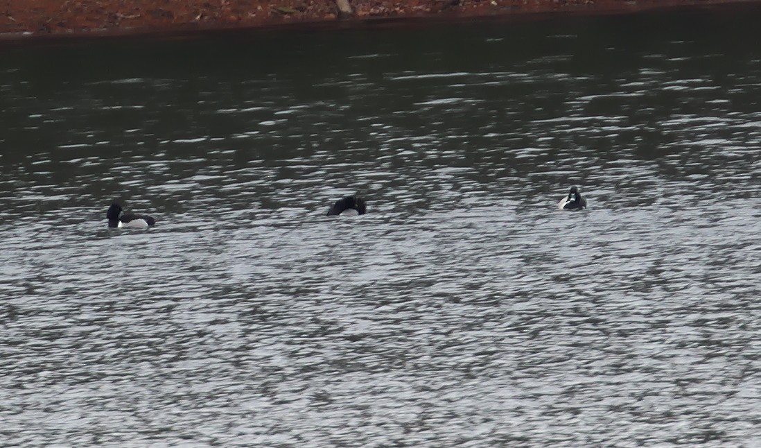 Ring-necked Duck - ML49651381