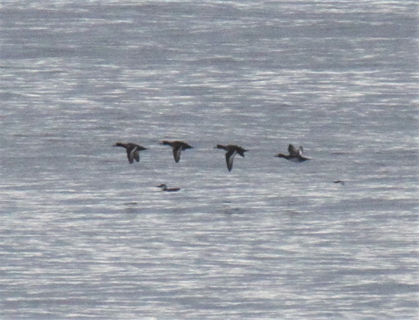 Greater Scaup - Daniel Donnecke