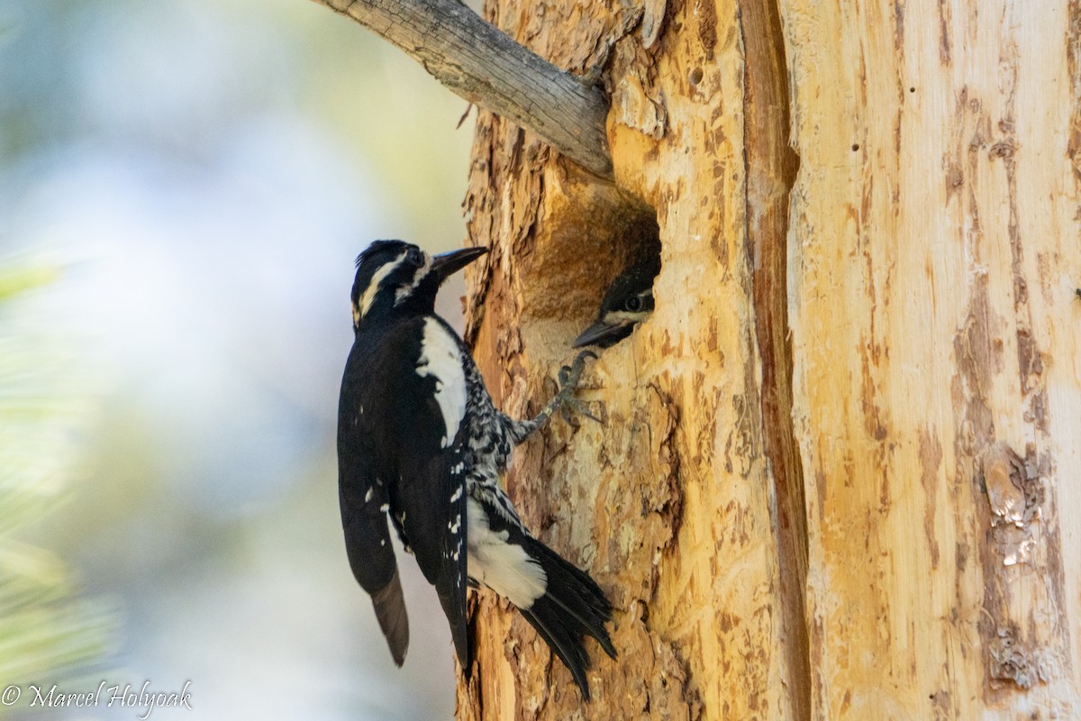 Williamson's Sapsucker - ML496515091