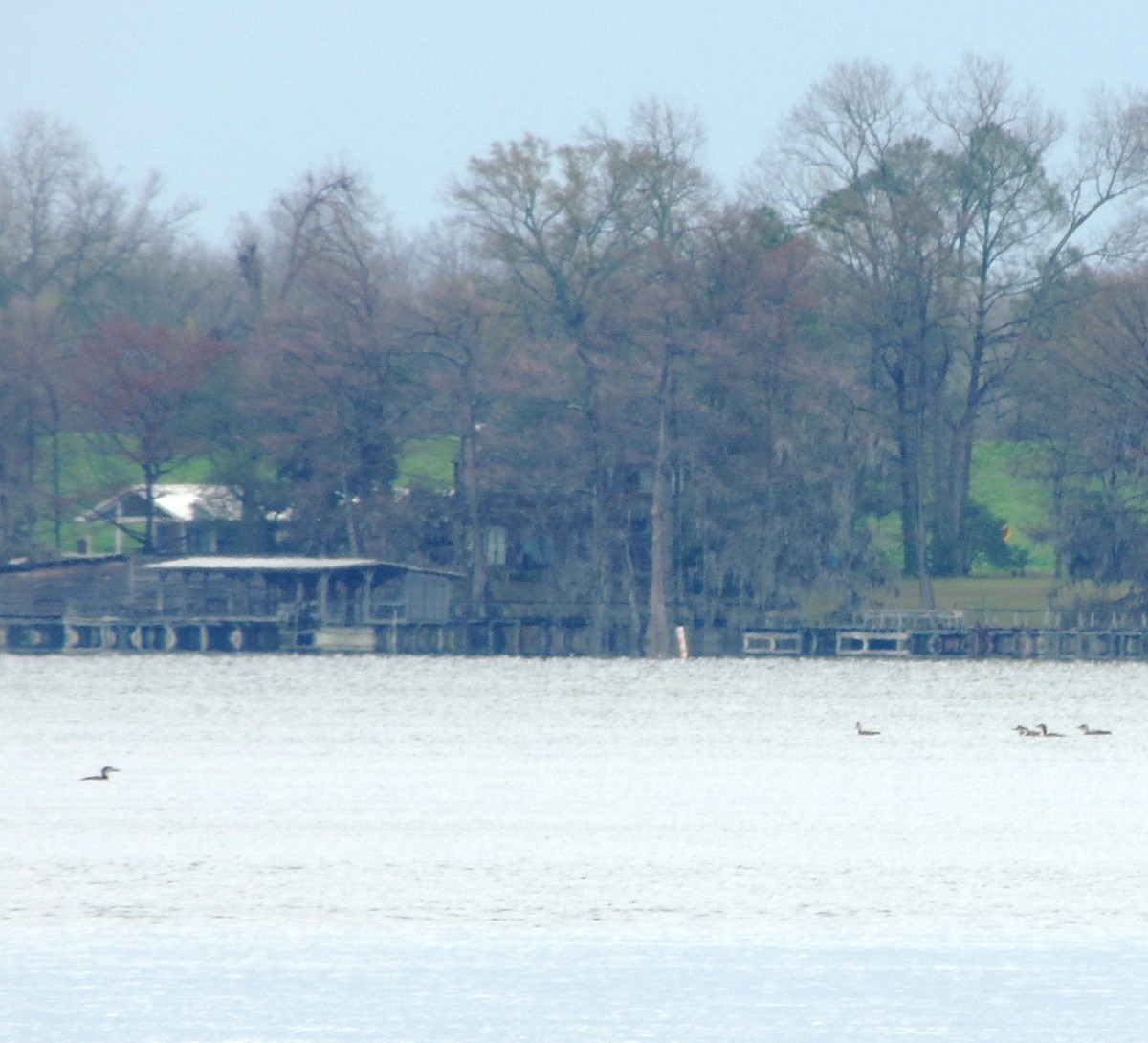 Common Loon - ML49651551