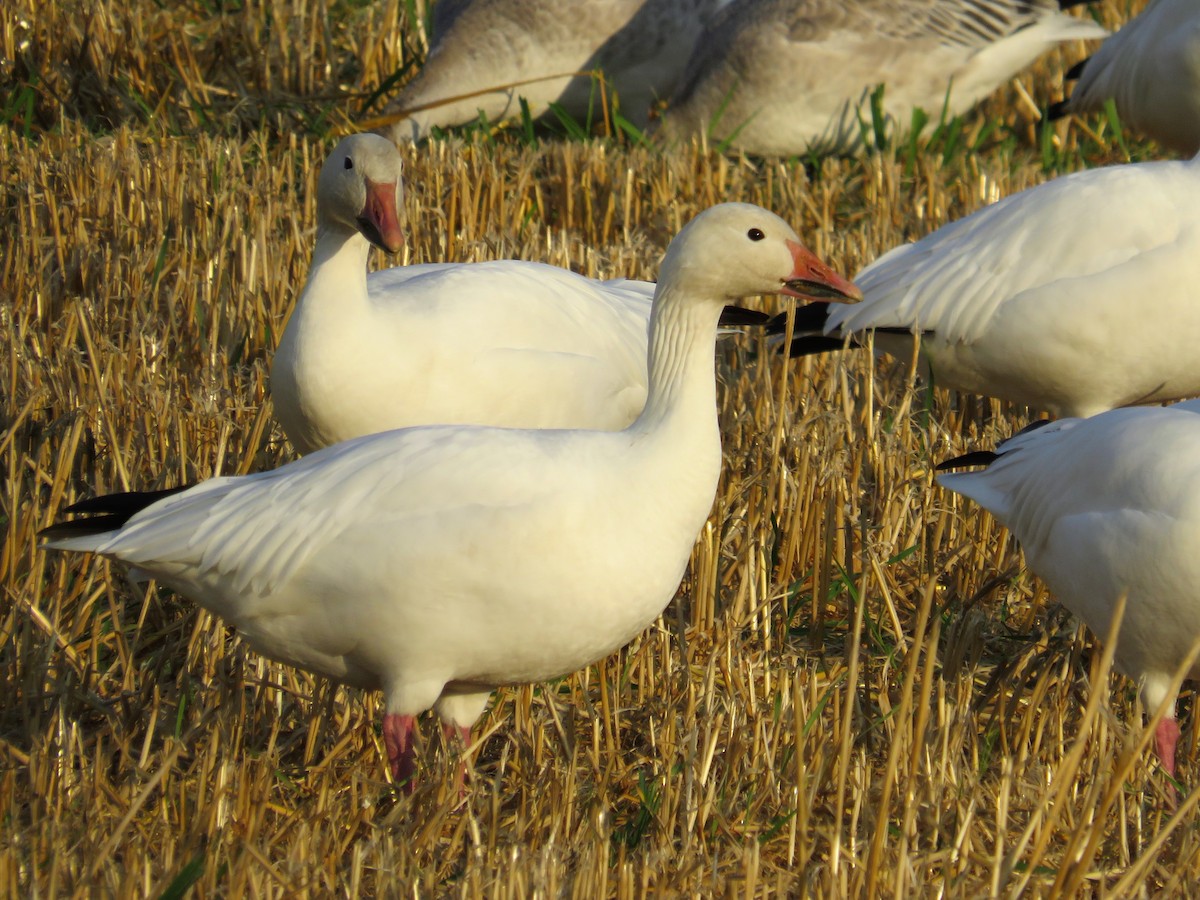 Snow Goose - ML496516161