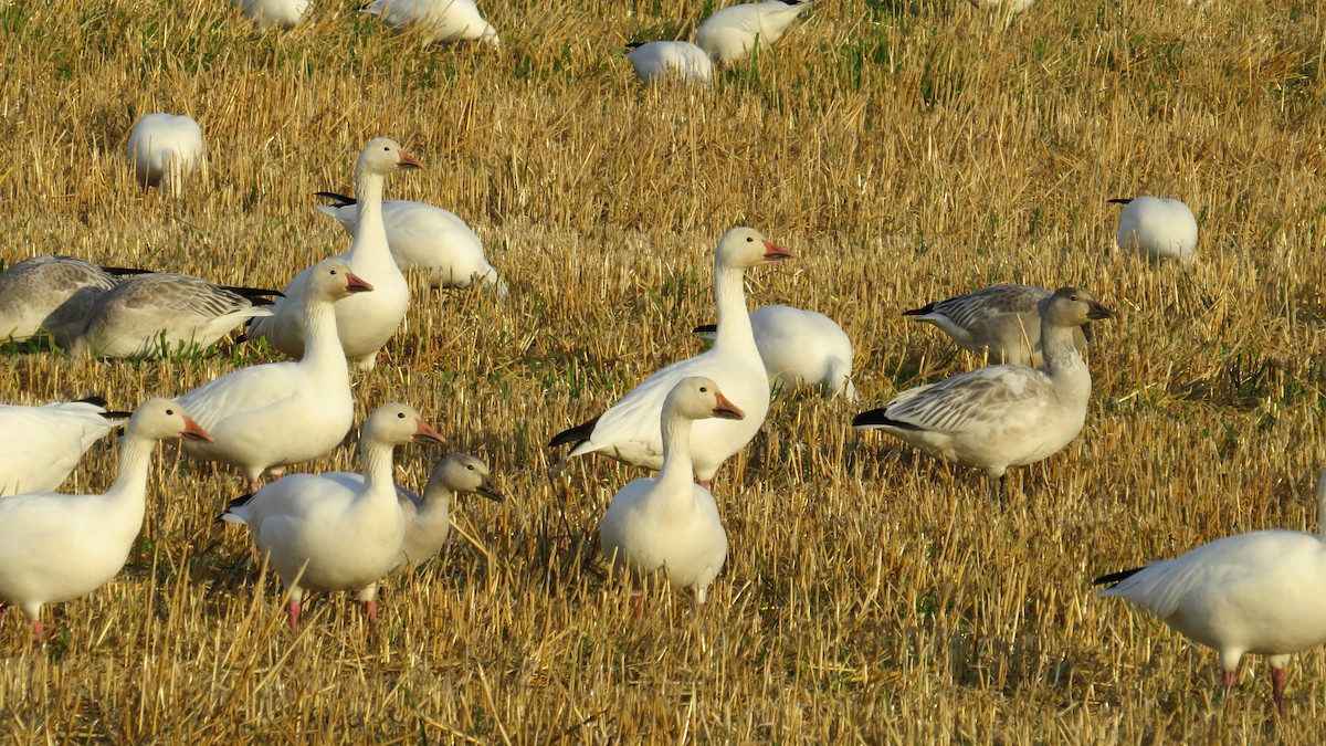 Snow Goose - David Poortinga